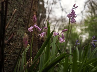 P4180004-2-001.jpg