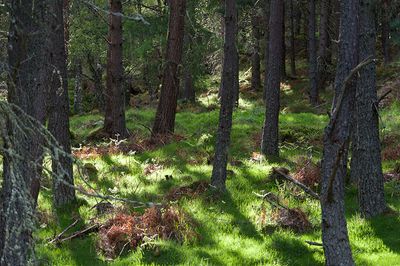 DSC_4543-001.jpg