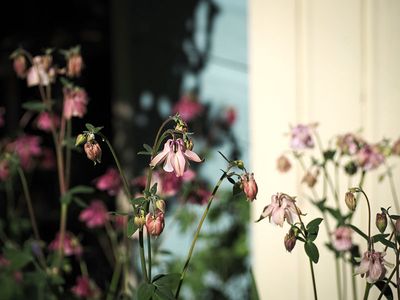 10th May 2025  spring flowers