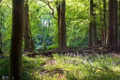 15th May 2025  woods at Crichie