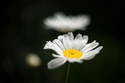 DSC_4909-001.jpg