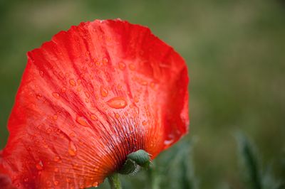 24th May 2025 poppy in the garden
