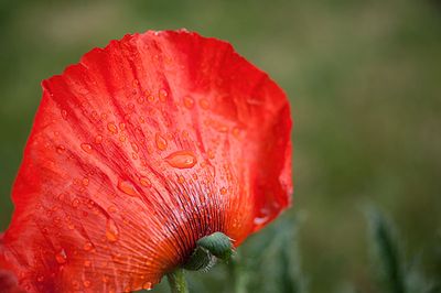 24th May 2025  poppy in the garden