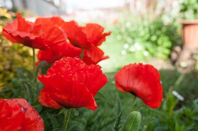 27th May 2025  more poppies