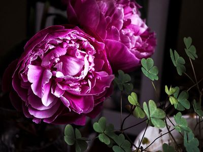 3rd June 2025   Peony