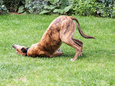 12th June 2025  downward dog