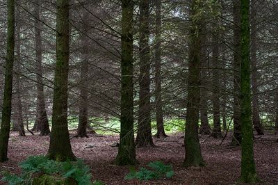 DSC_5458-001.jpg
