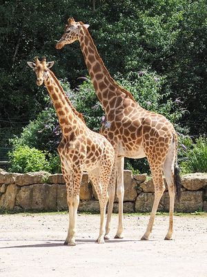 P7080167-2-001.jpg