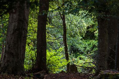 DSC_7661-001.jpg