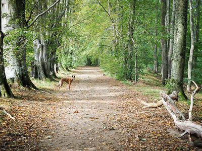 7th September 2025  path in the woods