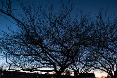 30th November 2025  tree and sky