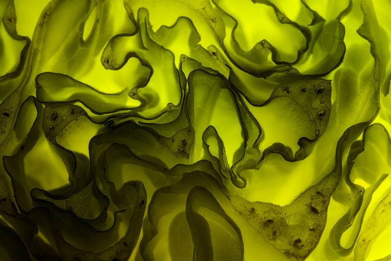 22nd - Salad Greens