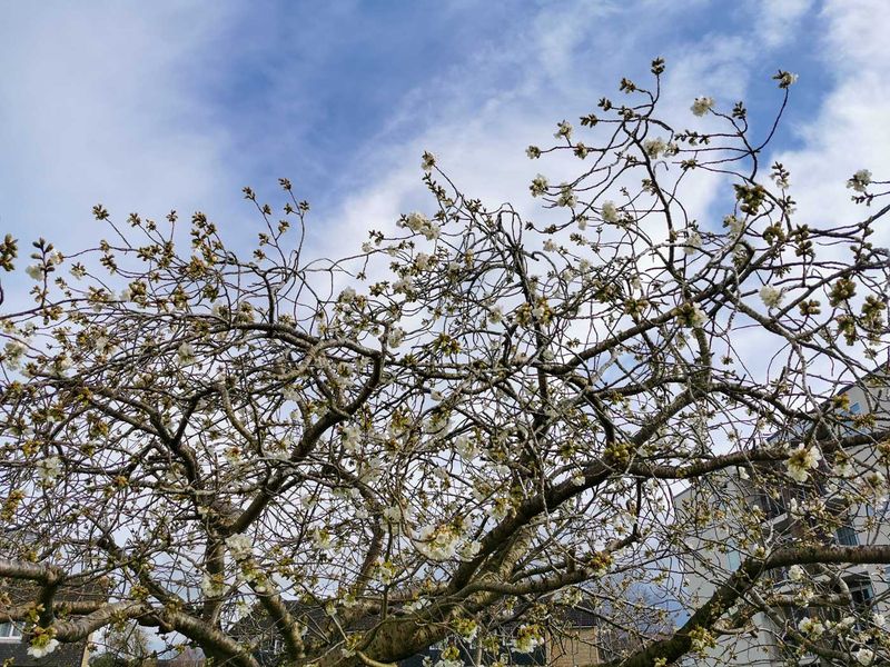 18th - Blossom At Last