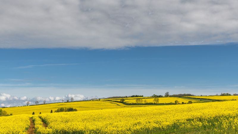 8th - Tricolour