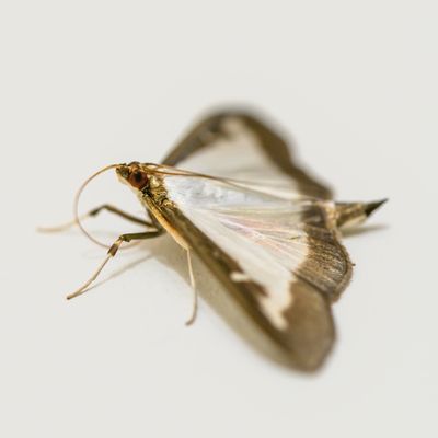 9th - Moth