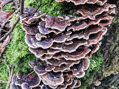 22nd - Turkey Tail Fungus