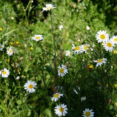 5th - Daisy Daisy