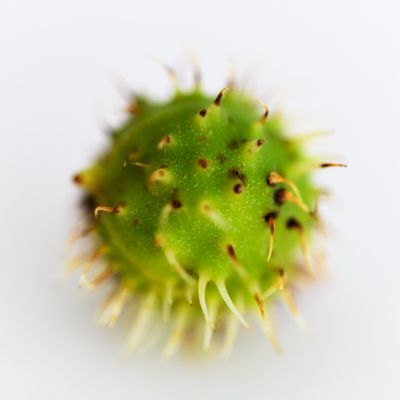 11th - Baby Conker