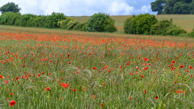 15th - Poppies