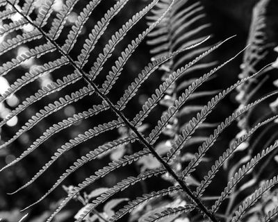 24th - Fern