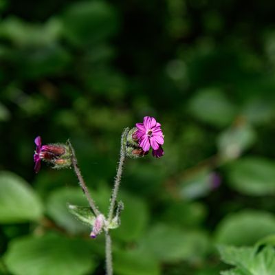 27th - Pink & Green