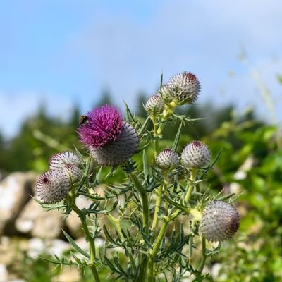 4th - Prickly