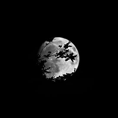 PAD Extra - Moon & Twigs
