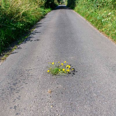 30th - Weeds