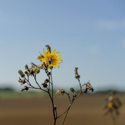 15th - Dandelion