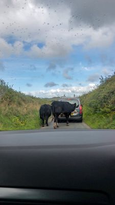 Shared Road