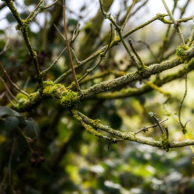 9th - Lichen