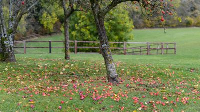 13th - Scrumping