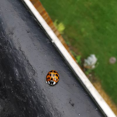 16th - Bug