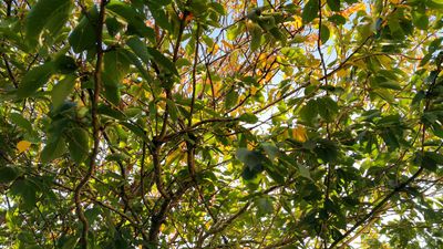 28th - Canopy
