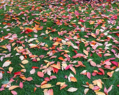 8th - Autumn Leaves