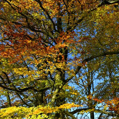 16th - Sunny Autumn Leaves