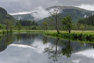 Mist In The Trees