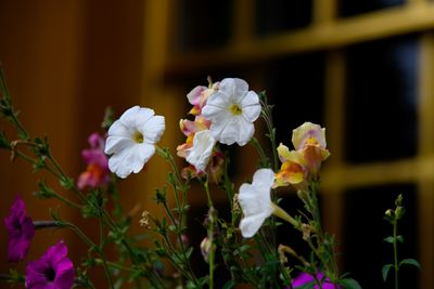 Window Box