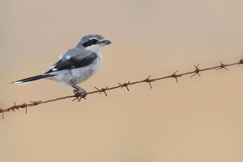 Iberian Grey Shrike (Lanius meridionalis)