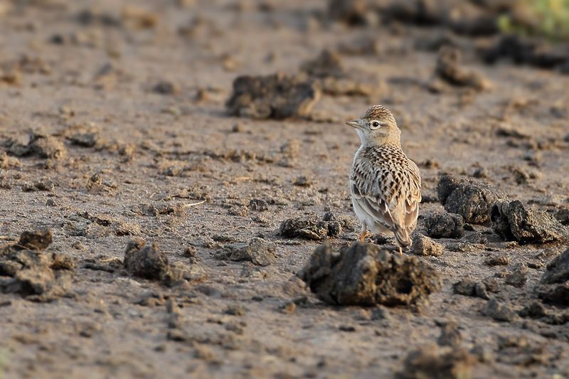 Greater short-toed lark (Calandrella brachydactyla brachydactyla) 