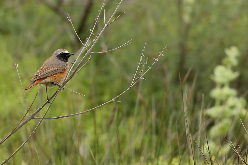 Common Redstart (Phoenicurus phoenicurus)