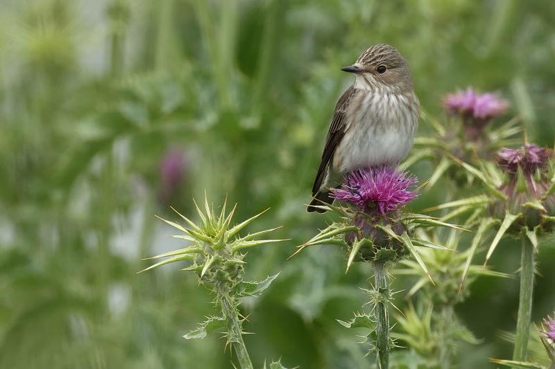 Spotted Flycatcher (Muscicapa striata)