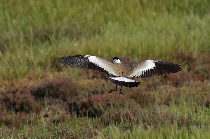 Spur-winged Plover (Vanellus spinosus)