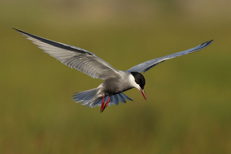 Gallery Whiskered Tern