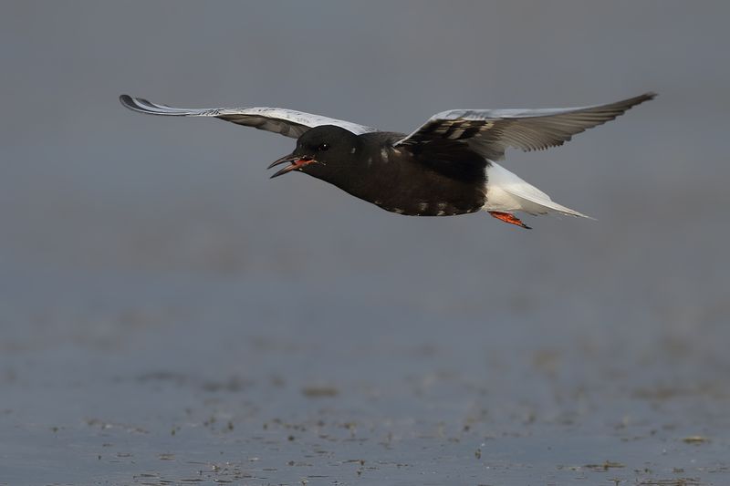 White-winged Black Tern (Chlidonias leucopterus)