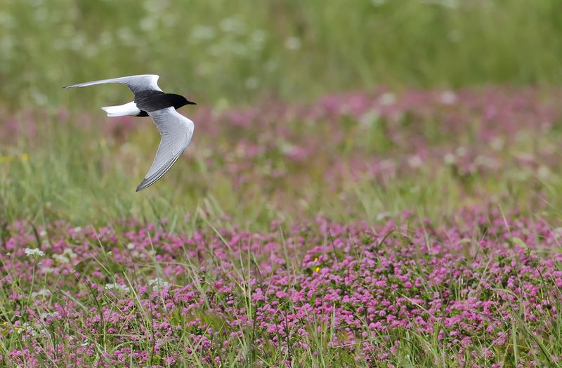 White-winged Black Tern (Chlidonias leucopterus)