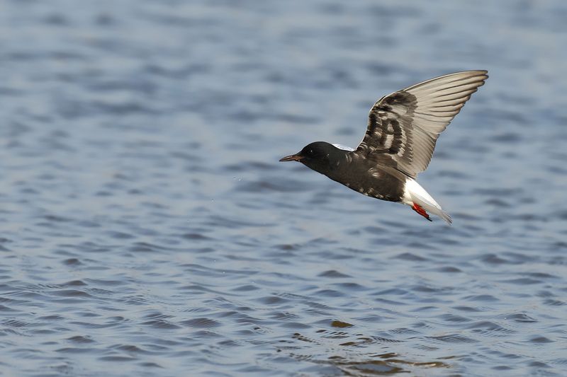 White-winged Black Tern (Chlidonias leucopterus)