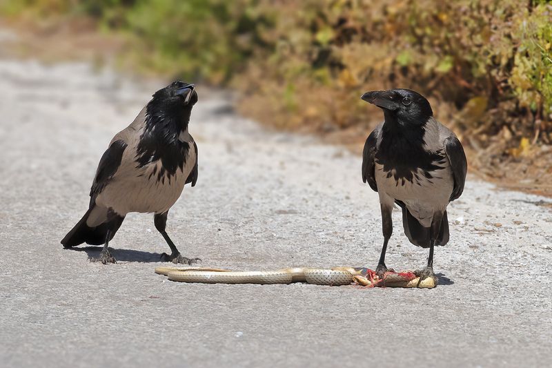 Hooded Crow (Corvus cornix)