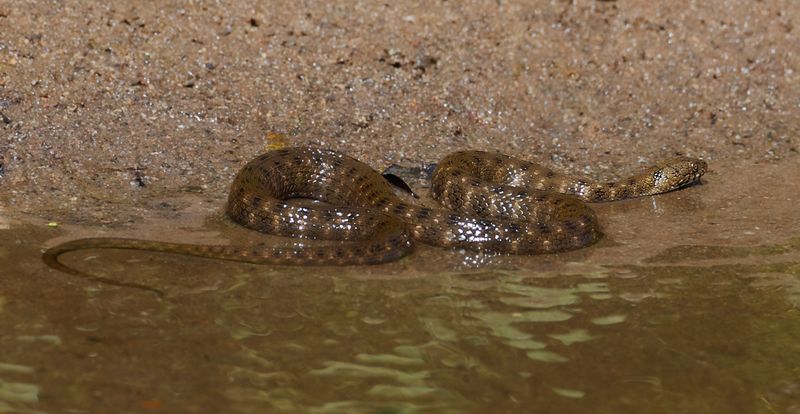 Dice Snake (Natrix tessellata)