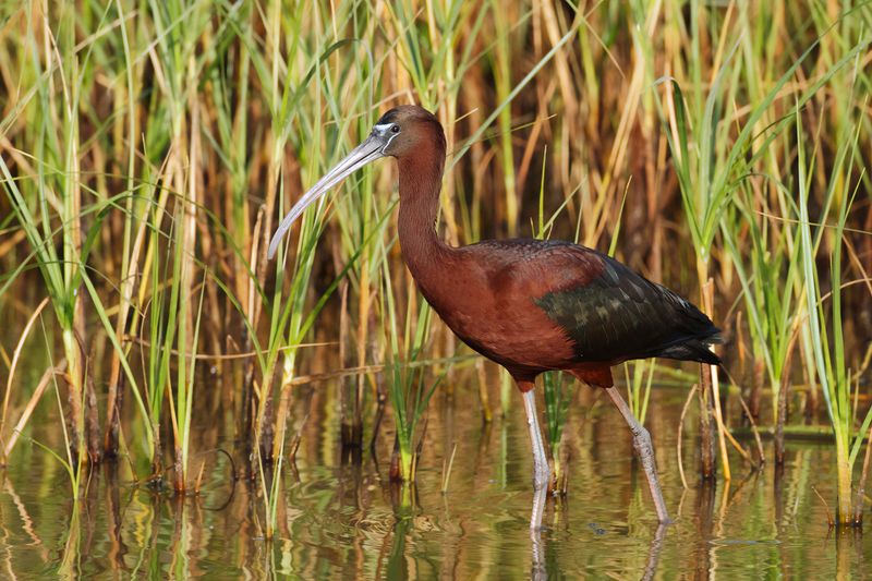 Gallery Glossy Ibis
